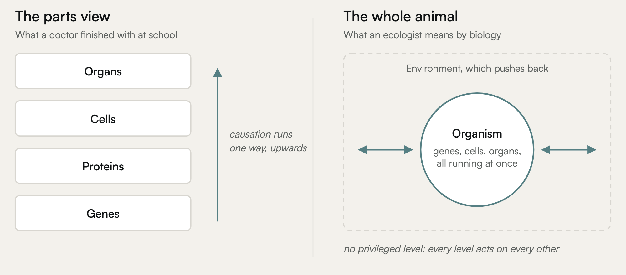 Two ways of studying an organism. On the left, the parts view: genes, proteins, cells and organs stacked in boxes with one arrow running upwards. On the right, the whole-animal view: the same organism inside an environment, with arrows running in both directions between every level and the environment.